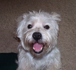 bentley.jpg